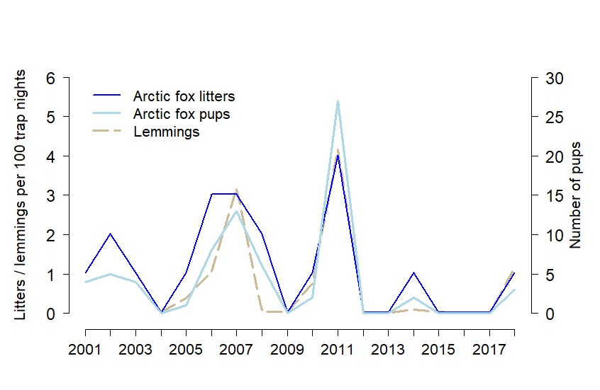 Arctic fox - Varanger